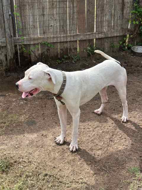 Dogo Argententino